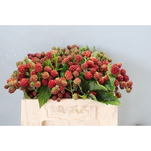 RUBUS FR CHESTER