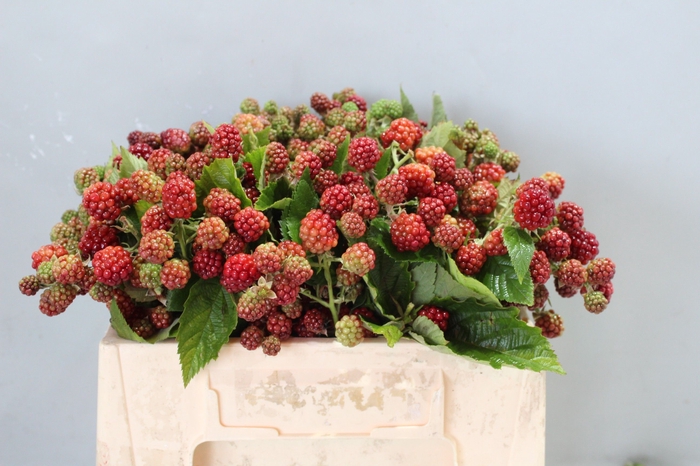 <h4>RUBUS FR CHESTER</h4>