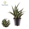 Sansevieria Overig Trifasciata Megan