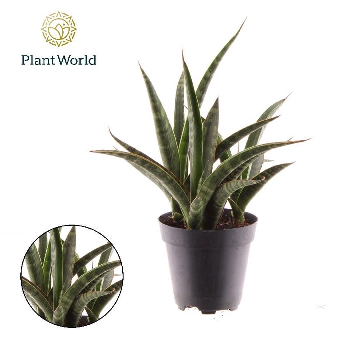 Sansevieria Overig Trifasciata Megan