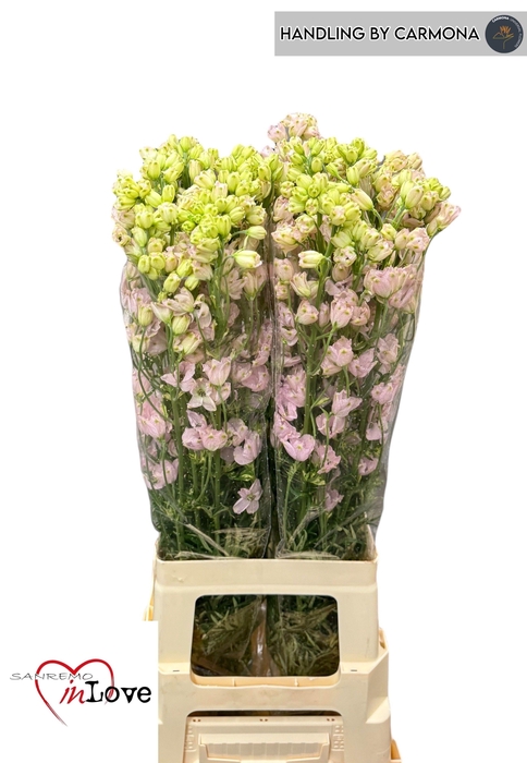 <h4>DELPH EN M SUG PINK</h4>