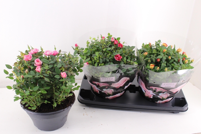 <h4>RO PATHIT MIXK</h4>