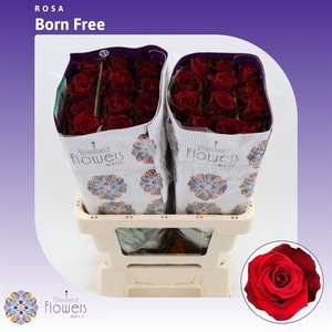 Rosa gr Born Free