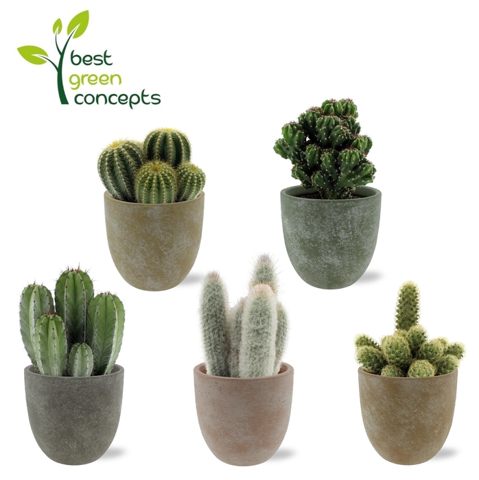 <h4>CACTUS OV</h4>