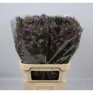 LIM SAF LILAC