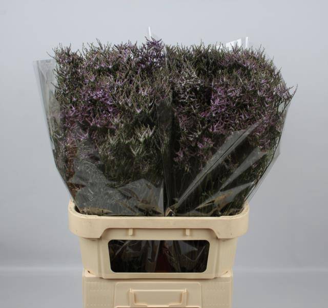 <h4>LIM SAF LILAC</h4>