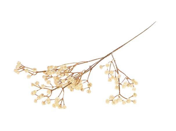 Branch Gypsophila L65