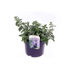 Nepeta Faassenii Grp 'Six Hills Giant'