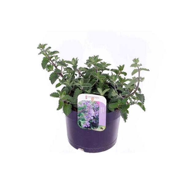 <h4>Nepeta Faassenii Grp 'Six Hills Giant'</h4>