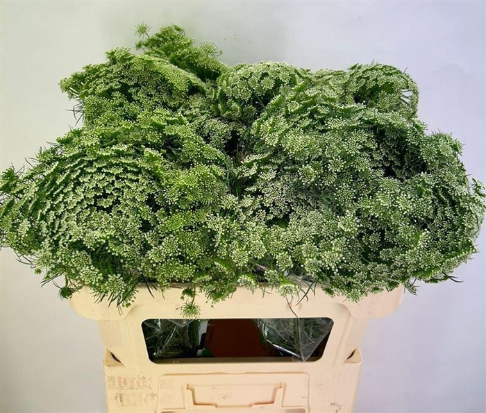 Ammi Vis Casablanca