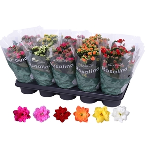 Kalanchoe Rosalina 12cm Mix