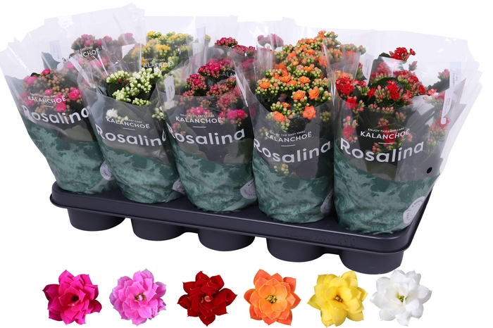 <h4>Kalanchoe Rosalina 12cm Mix</h4>