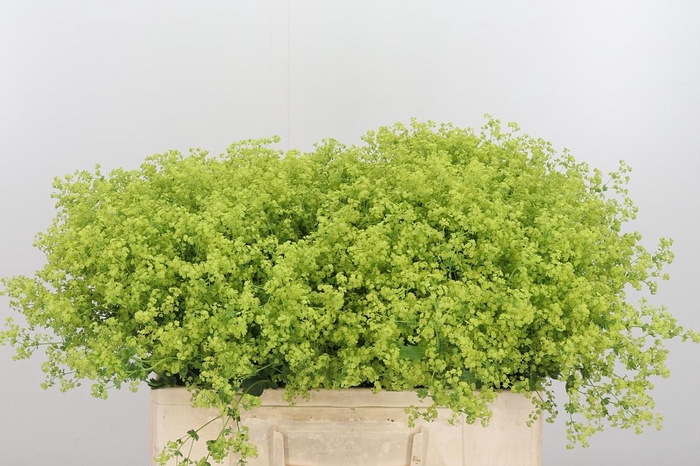 <h4>Alchimella Robusta</h4>