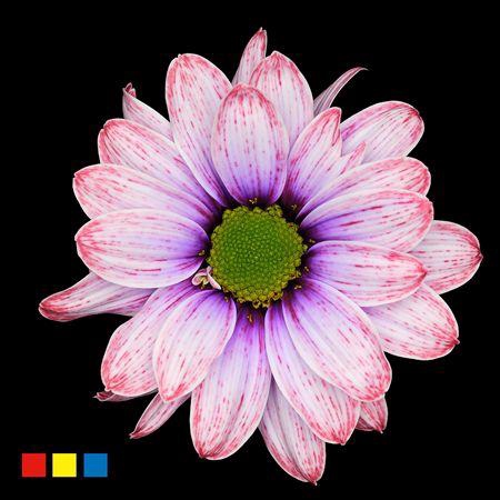 <h4>Chr T Kennedy Passion</h4>