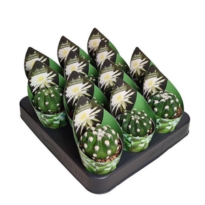 ECHINOPSIS OXYGONA