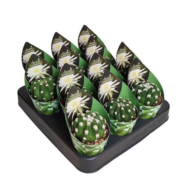 <h4>ECHINOPSIS OXYGONA</h4>