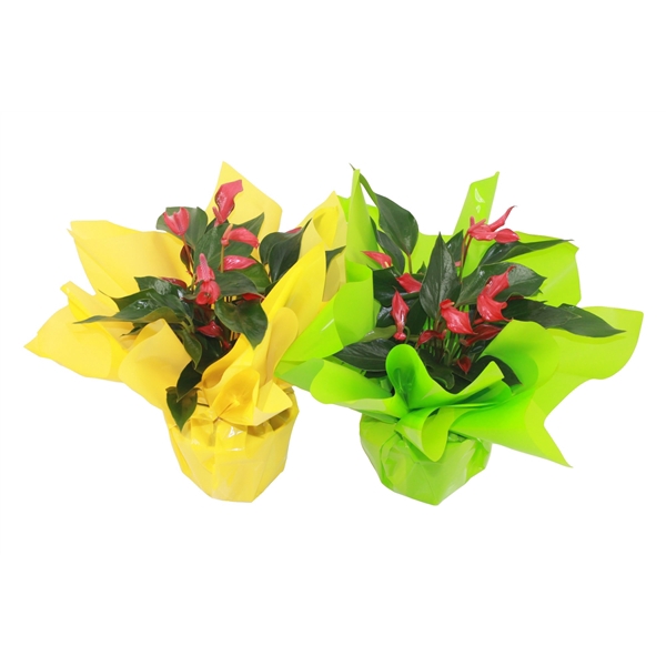 <h4>Anthurium XL.67 Trillions Red 14cm met paasrondello</h4>