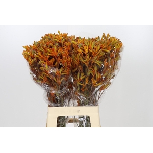 Anigozanthos Golden Girl