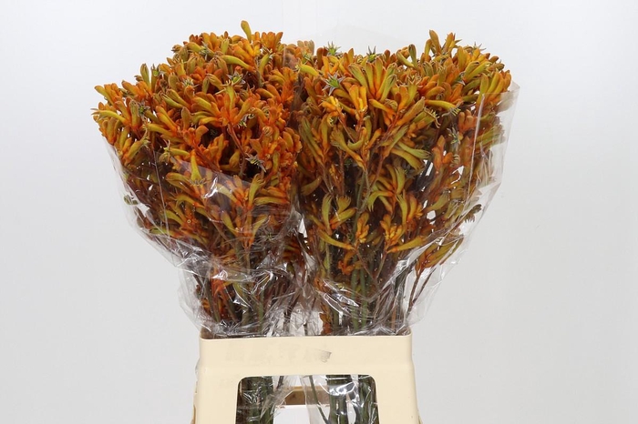<h4>Anigozanthos Golden Girl</h4>