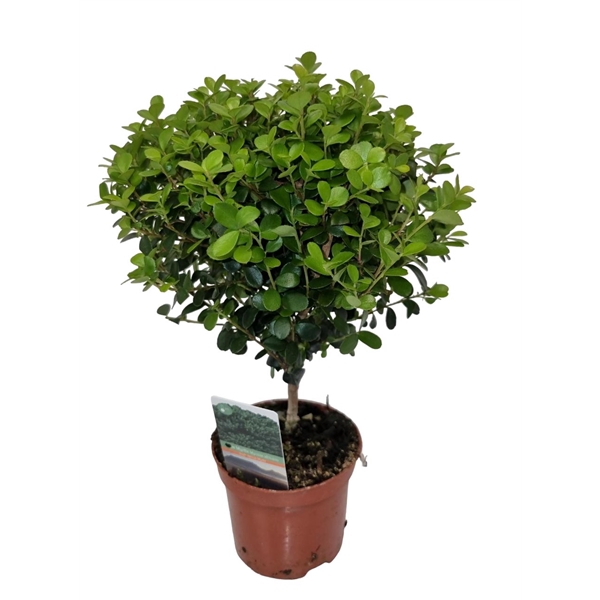 <h4>Myrsine Africana Stem</h4>