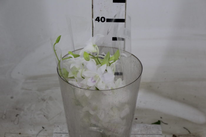 <h4>DENPHALAEN MACO MINIMO 30 FLORES</h4>