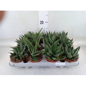 Aloe   ...mix
