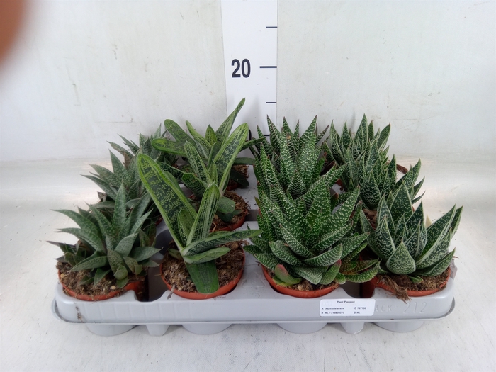 <h4>Aloe   ...mix</h4>