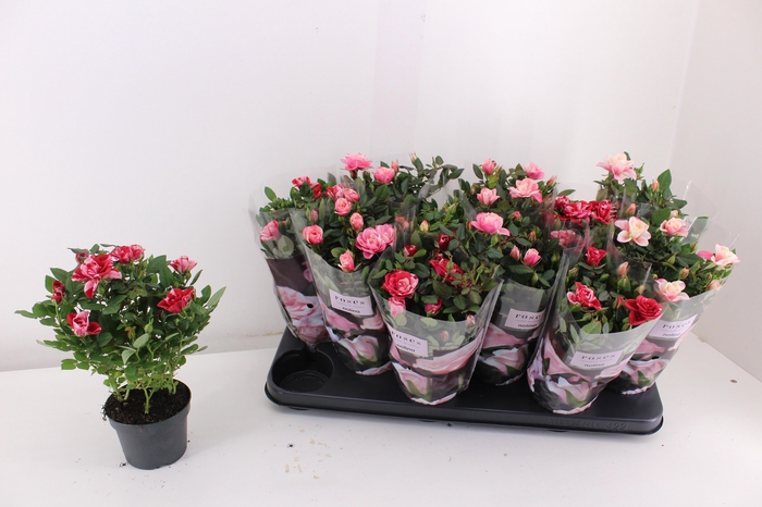 <h4>RO VICTORY GEM</h4>