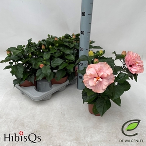 HIBIS OV