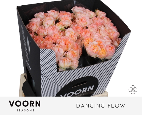 <h4>R TR DANCING FLOW 70cm</h4>