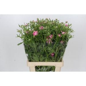 Ranunculus Natura Moderna Dolce