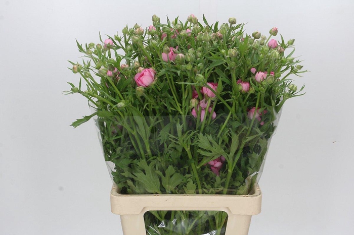 Ranunculus Moderna Dolce