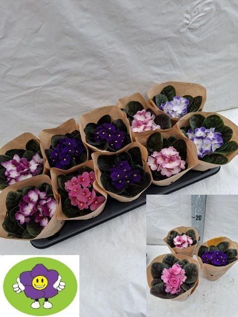 <h4>Saintpaulia gemengd</h4>