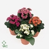 Kalanchoe Calandiva rood Le Chic