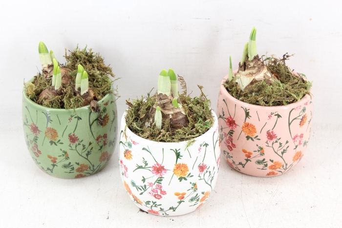 <h4>arr4 Narcis FL - Early springtime x12</h4>