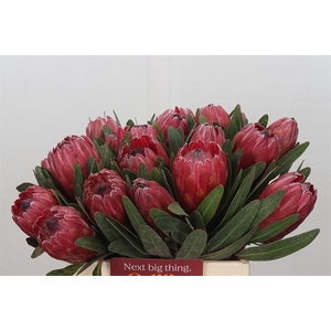 PROTEA RED ICE