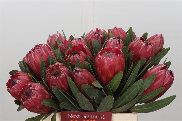 <h4>PROTEA RED ICE</h4>