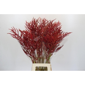 Bromelia Red Paloma
