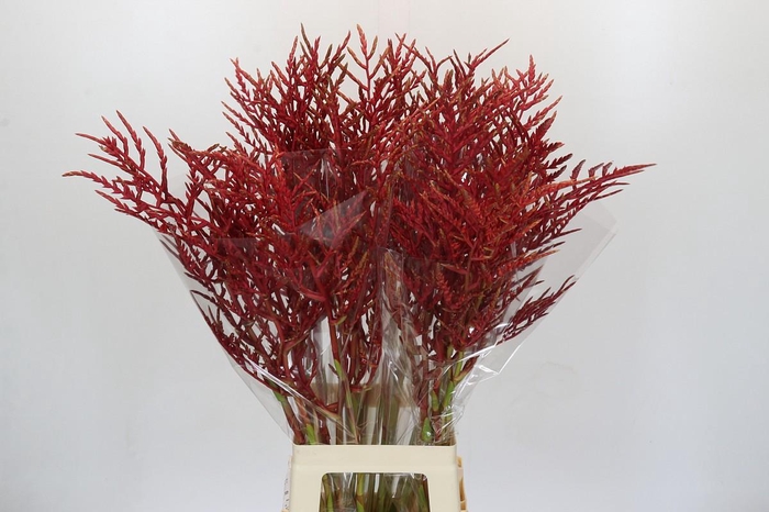 <h4>Bromelia Red Paloma</h4>