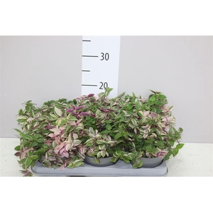 Tradescantia Fl Quadricolor