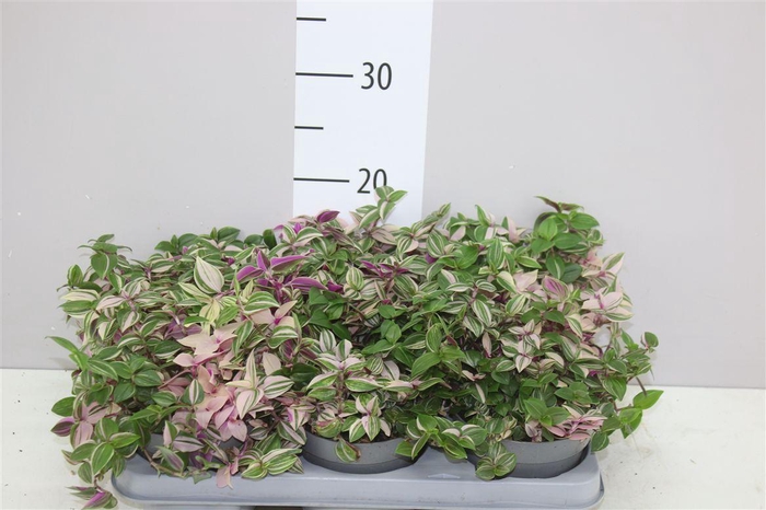 <h4>Tradescantia Fl Quadricolor</h4>