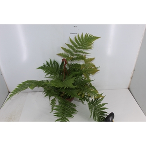 DRYOPTERIS KOIDZUMIANA C18