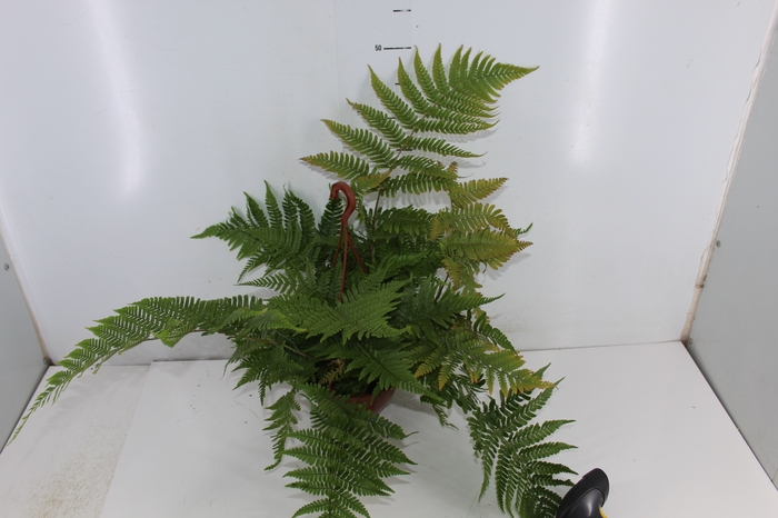 DRYOPTERIS KOIDZUMIANA C18