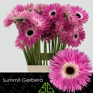 Gerbera Spider Stitch Water X40 Lang