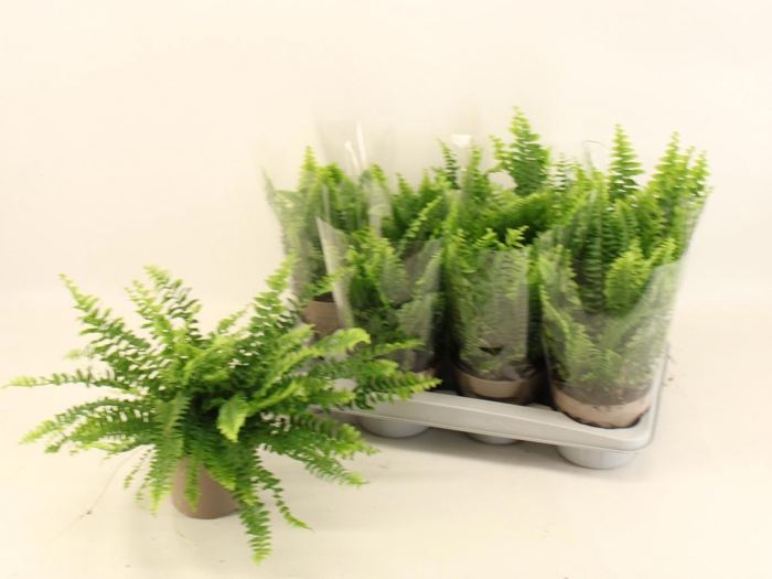 <h4>NEPHR EX GREEN LADY</h4>