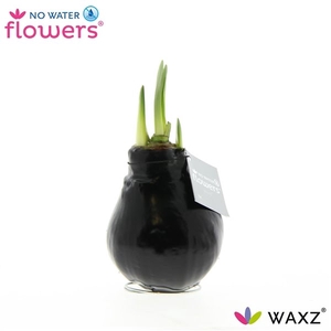 Hipp Waxbulb Colorz Black