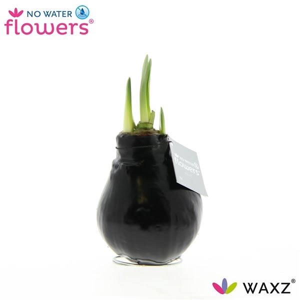 <h4>Hipp Waxbulb Colorz Black</h4>