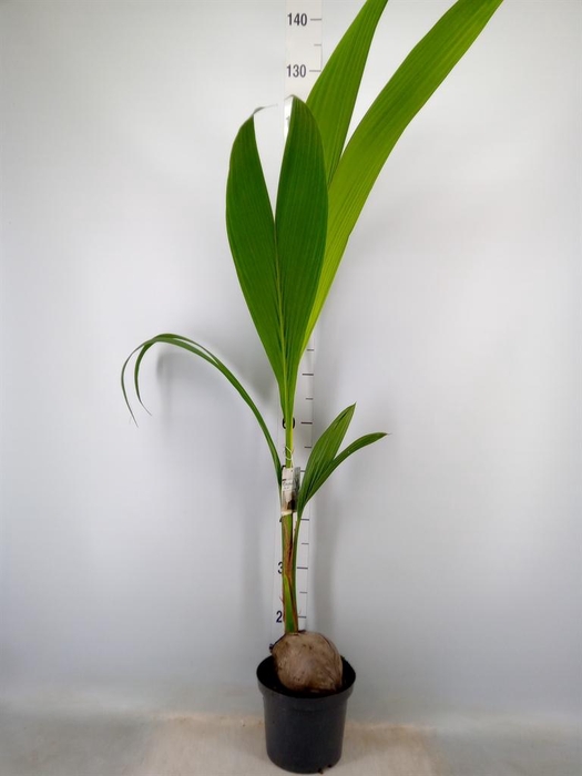 <h4>Cocos nucifera</h4>