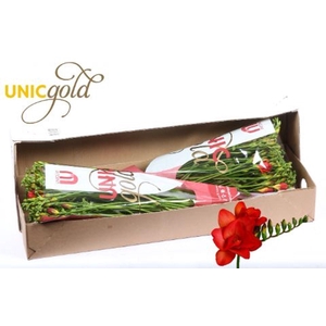FREESIA DU FUEGO UG DIJK - FUEGO BO