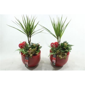 2206 ROOD KER DRACENA